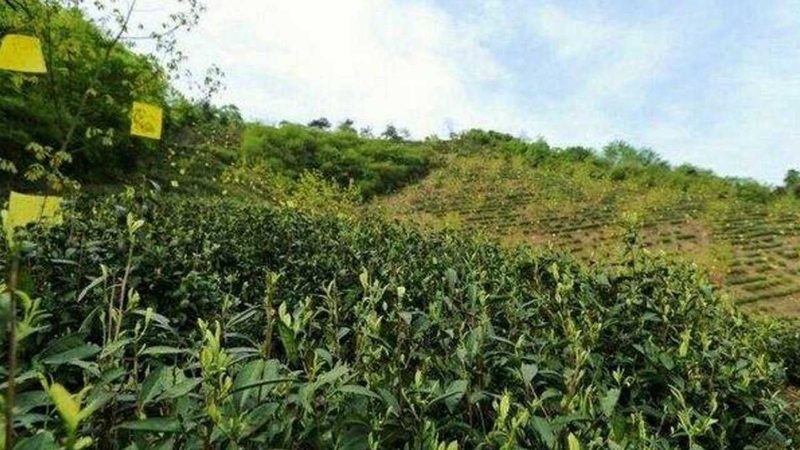 水稻病虫害防治，如何科学选择方案？**