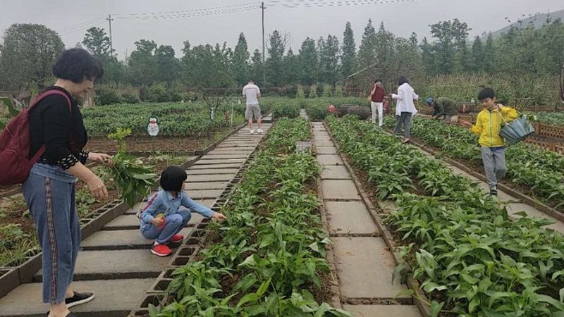 大棚农业种植技术哪家好