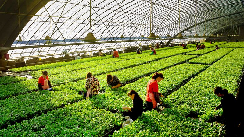定制方案不是拼积木：粮食种植机械化如何真正适配你的田