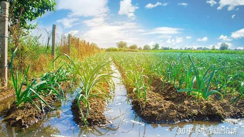 农产品批发供应链管理规范流程：从田间到档口的效率密码